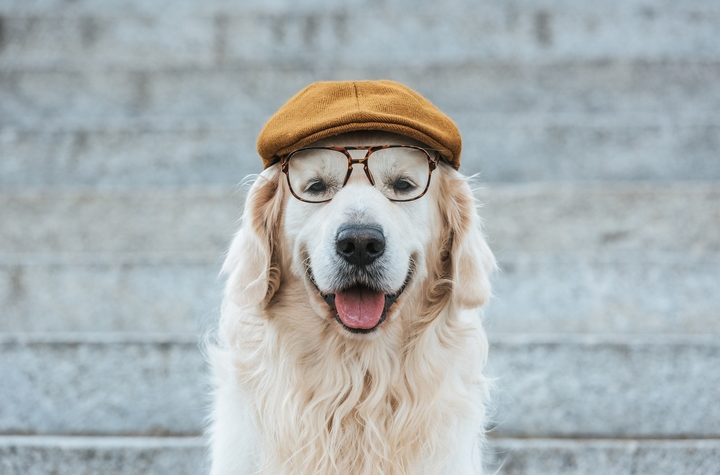 6 Famous Golden Retrievers and Their 