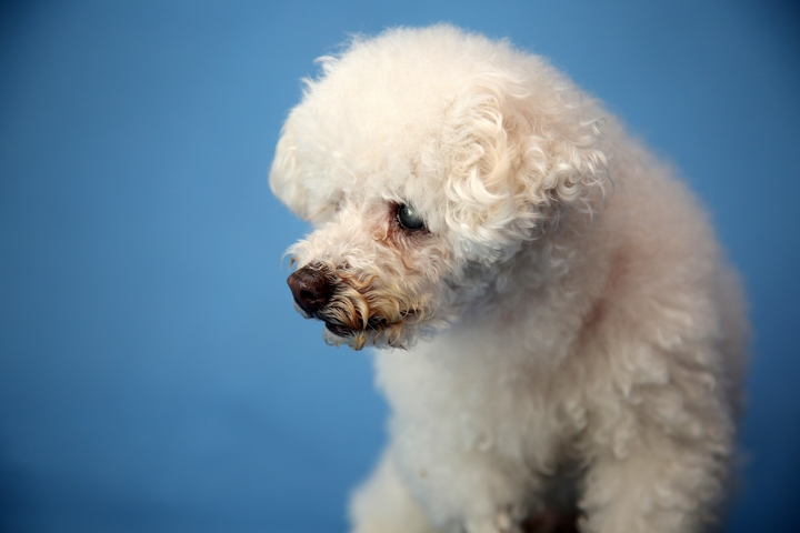 bichon frise picky eater