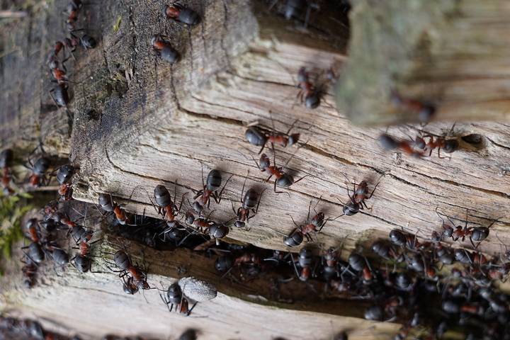 9 Different Types of House Ants and Their Characteristics - Powered by ...