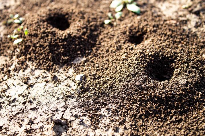 9 Different Types of House Ants and Their Characteristics - Powered by ...