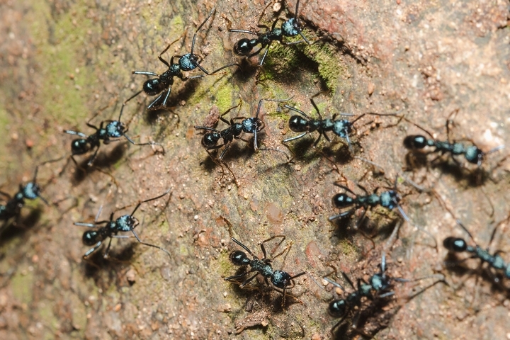 9 Different Types of House Ants and Their Characteristics - Powered by ...